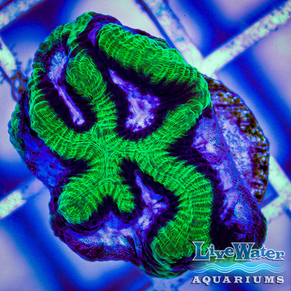 lps live water aquariums saltwater coral bright brain coral; sale; products; coral 