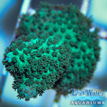 live water aquariums saltwater coral sps bright colorful acropora; montipora; digitatta; millipora