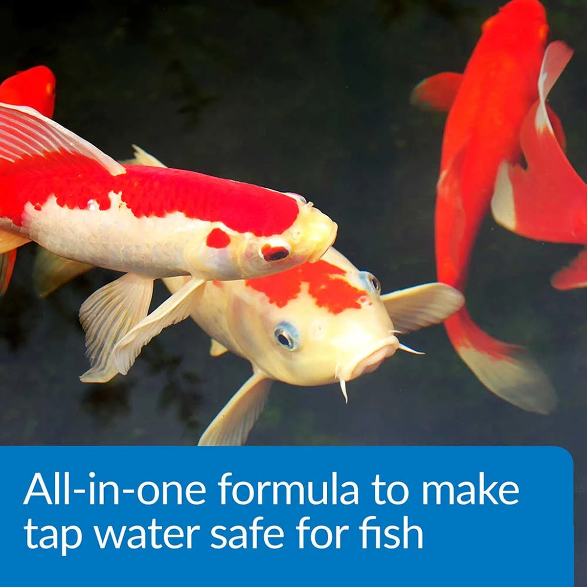 Koi in a pond after treating tap water with API Pond Aqua Essential