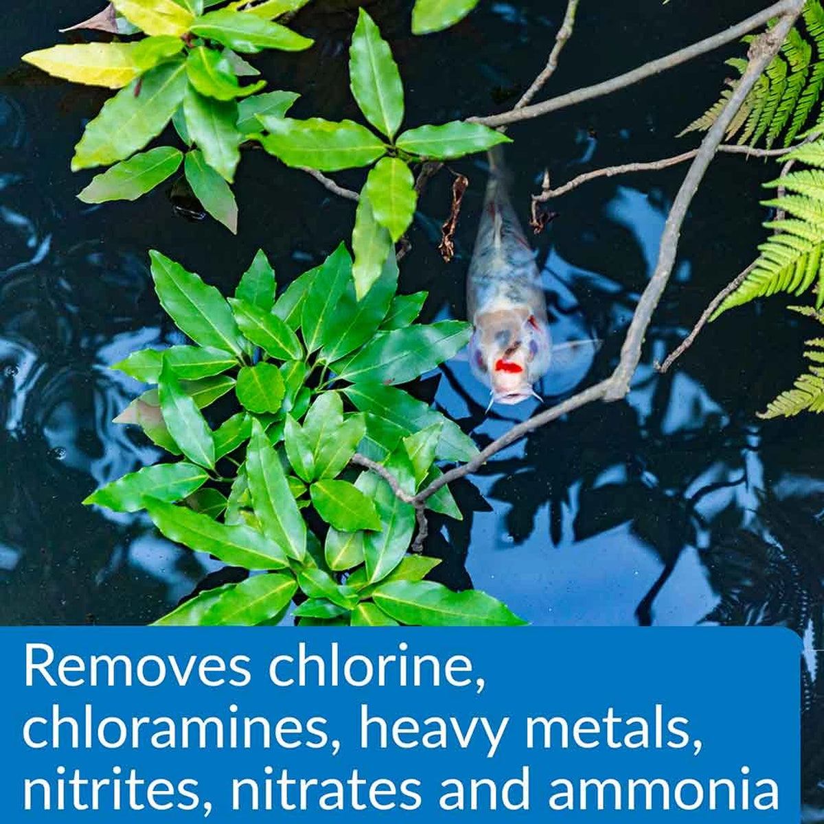 Koi swimming near pond plants. API Pond Aqua Essential treats chlorine, chloramine, metals, ammonia, nitrite, and nitrate