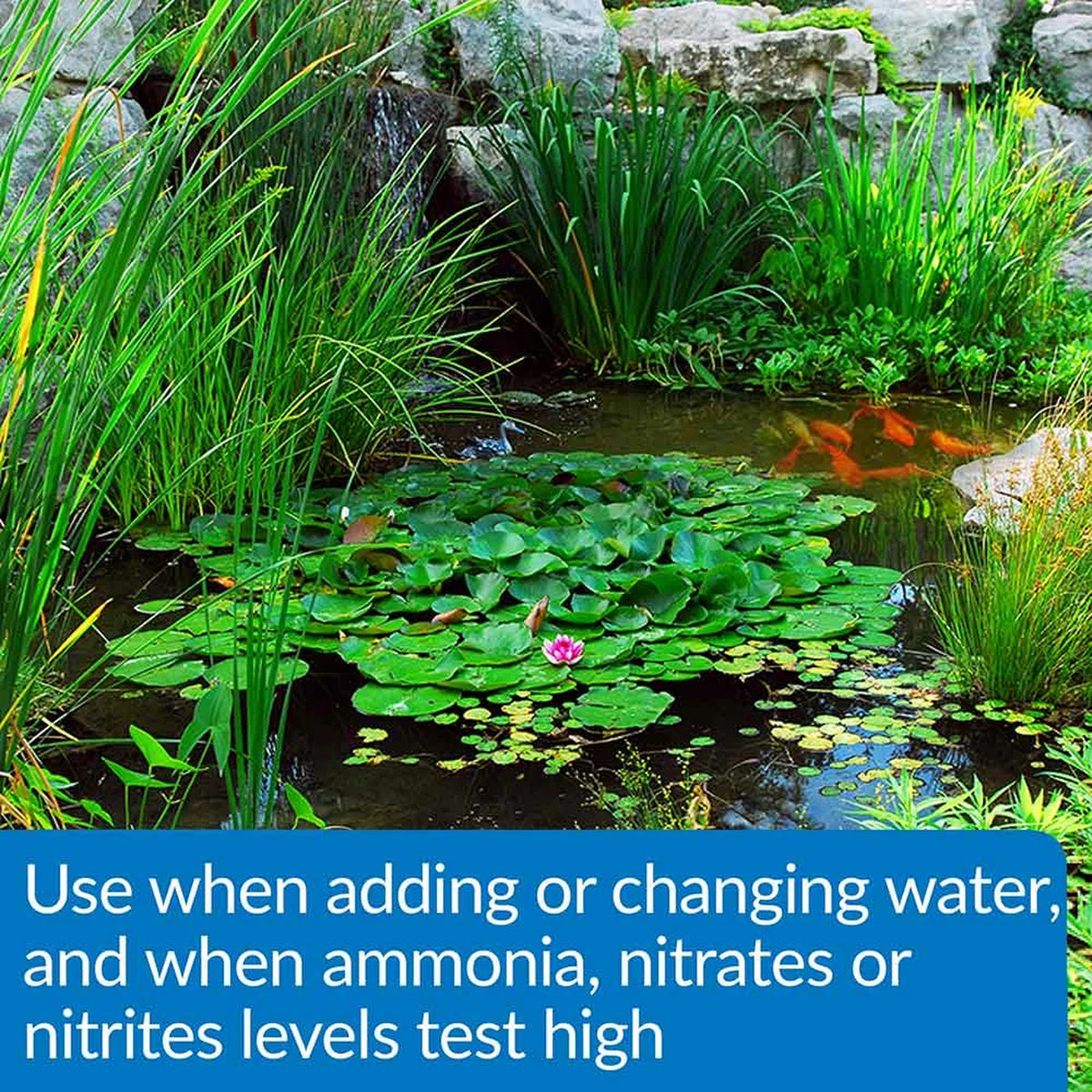 Garden pond with water lilies. Use API Pond Aqua Essential when adding water or when ammonia, nitrite, or nitrate tests high