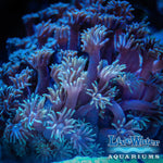 Turquoise Daisy Coral