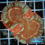 Red & Green Trachyphyllia