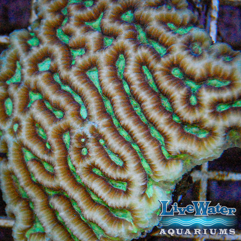 Tan and Green Platygyra Maze Brain