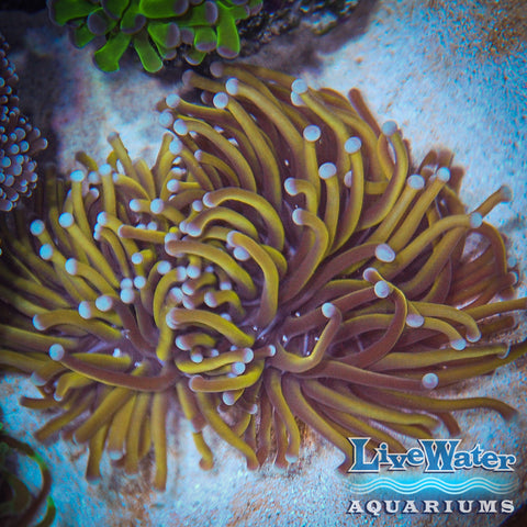 Torch coral; Australian; Gold Torch Coral; Live Coral; Aquarium; Reef