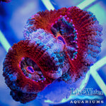 Red Acanthastrea; Coral; Live Coral; Reef Aquarium; Live Water Aquariums; Acan Lord; Acan