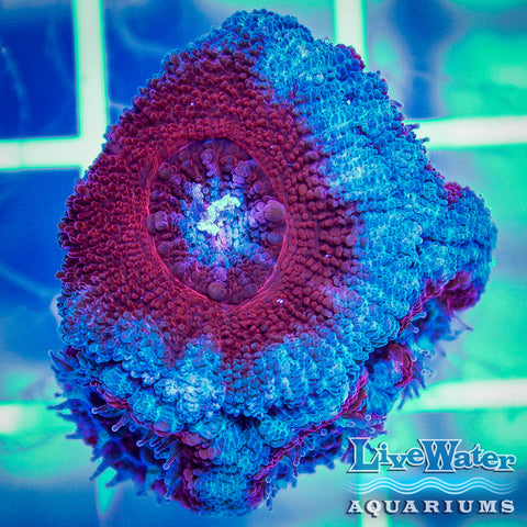 Red & Turquoise Acanthastrea