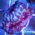 Acan; Live Coral; LPS; Aquariums' Reef; Reefing
