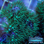 Green Star Polyp; Live Coral; GSP; Reef; Aquariums