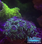 Galaxea; Coral; Live Coral Online; LPS; Aquarium; Reef