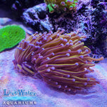 Gold Torch; Euphyllia; LPS; Live Coral; Aquariums; Torch Coral