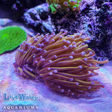 Gold Torch; Euphyllia; LPS; Live Coral; Aquariums; Torch Coral